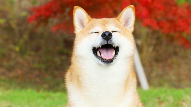 Крупные пользователи купили 63 миллиардов токенов Shiba Inu