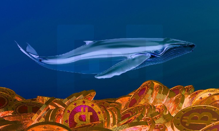 Киты выбирают SHIB, MATIC и ETH - топ популярных монет за сутки