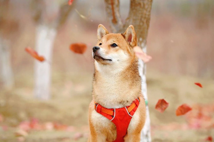 Использование смарт-контрактов Shiba Inu увеличилось на 600%